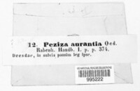 Aleuria aurantia image